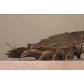 Mediterranean Slipper Lobster