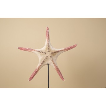 Poraster Superbus sea star