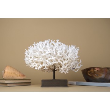 Bird Nest Coral -...