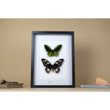 Ornithoptera priamus frame