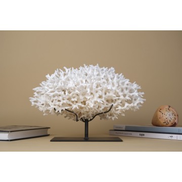 Bird Nest Coral -...