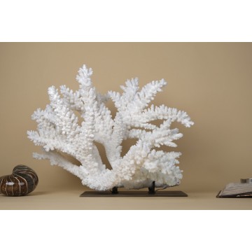 Acropora florida - Branch...