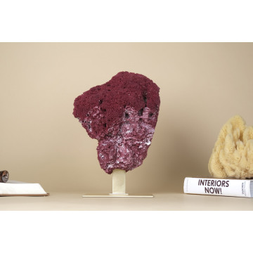 Natural Red Pipe Organ Coral