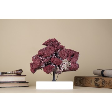 Natural Red Pipe Organ Coral