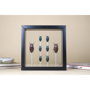 Jewel Beetles vitrine