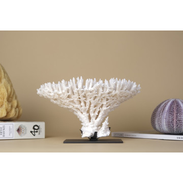 Acropora latistella coral