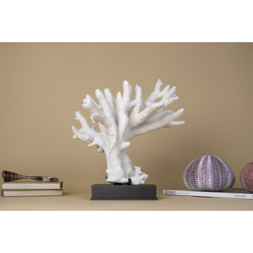Acropora nobilis coral