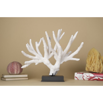 Acropora nobilis coral