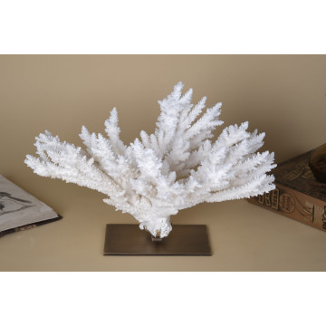 Acropora florida - Branch...
