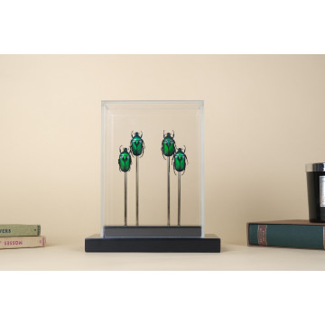 Green Flower Scarab vitrine