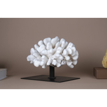 Stylophora pistillata coral