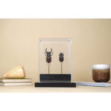 European Stag Beetle Vitrine