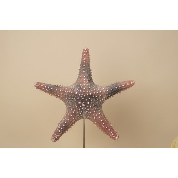 Pentaceraster sea star