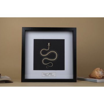 Snake skeleton frame