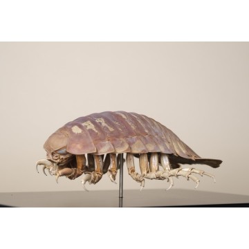 Giant Isopod – Bathynomus...