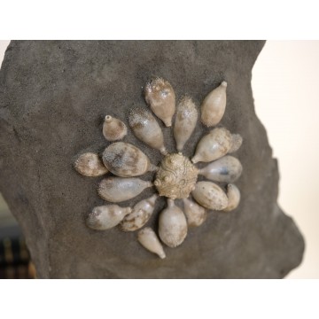 Fossil sea urchin -...