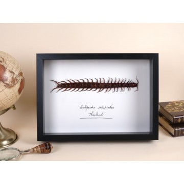 Giant Centipede Frame