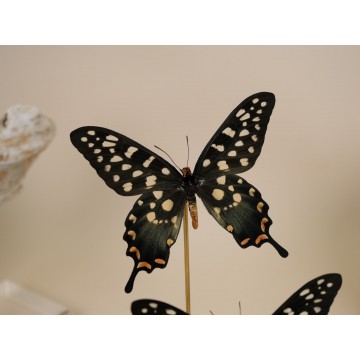 Papilio antenor dome