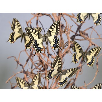 Papilio machaon dome