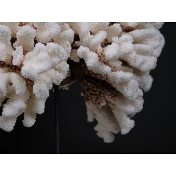 Pocillopora meandrina Coral