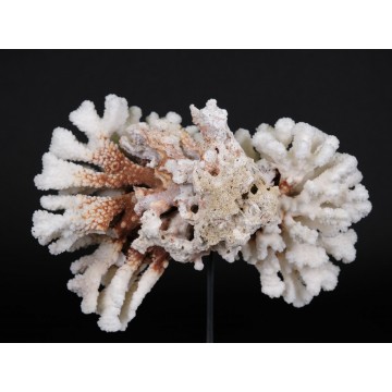 Pocillopora meandrina Coral