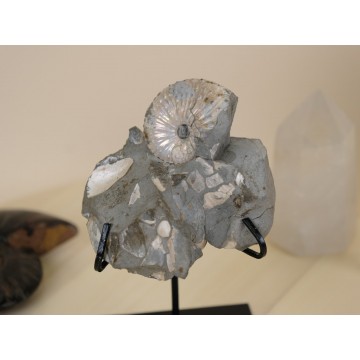 Jeletzkytes spedeni Ammonite