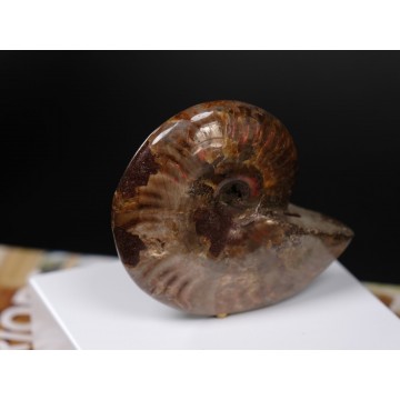 Red opalized ammonite