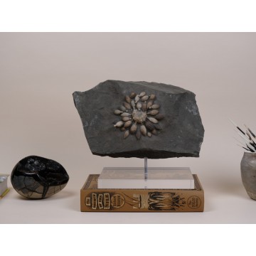 Fossil sea urchin -...