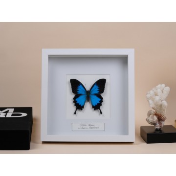 Papilio ulysses frame
