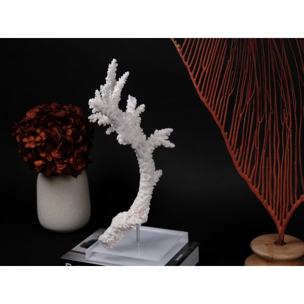 Acropora florida - Branch coral - Decoração corais one of a Kind