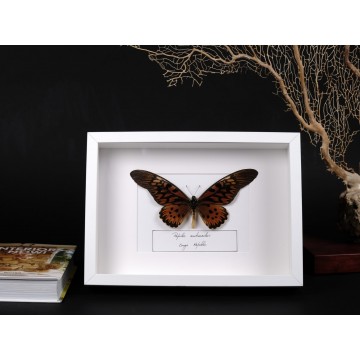 Papilio antimachus frame
