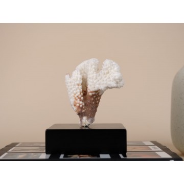 Pocillopora meandrina Coral