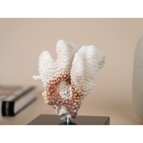 Pocillopora meandrina Coral