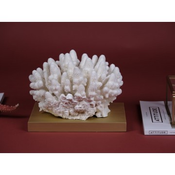 Finger Coral - Acropora...