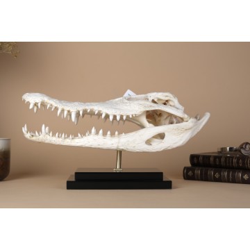 Crocodylus skull