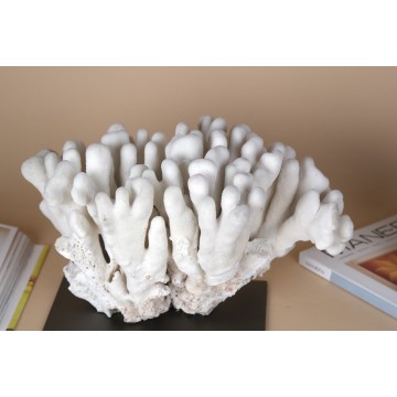 Stylophora pistillata coral