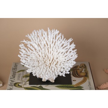 Acropora latistella coral