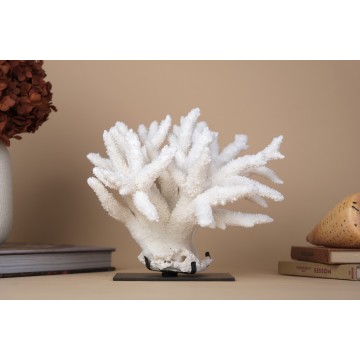 Acropora Nobilis coral