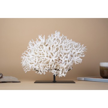 Bird Nest Coral -...