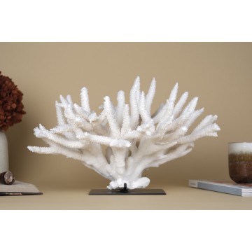 Acropora Nobilis coral
