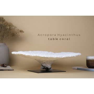 Acropora hyacinthus - table...