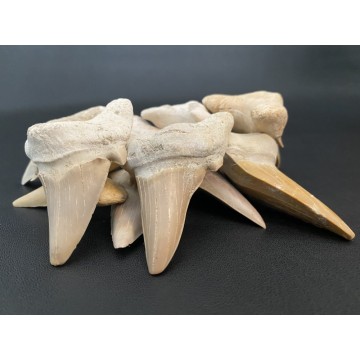 Lamna Aschersoni shark teeth
