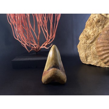 Beautiful Megalodon teeth