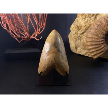 Huge Megalodon teeth