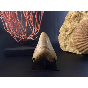 Beautiful Megalodon teeth