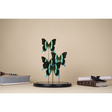 Papilio blumei dome