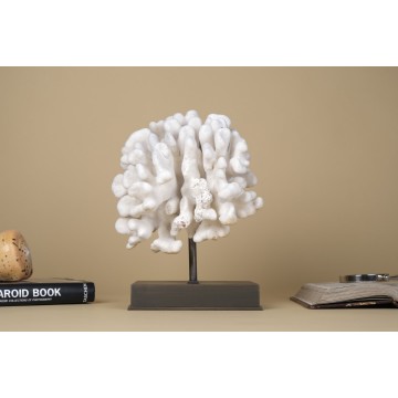 Stylophora pistillata Coral