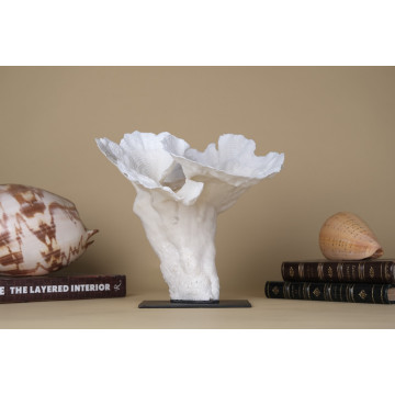 Pachyseris Rugosa coral