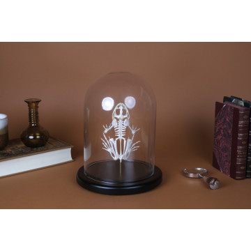 Asian Bull Frog Skeleton