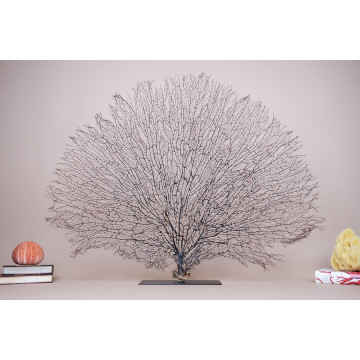 Black spiky Gorgonian